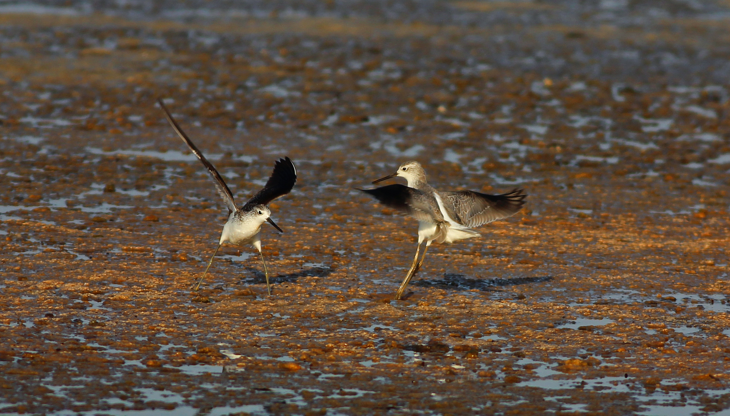 Marsh Sandpiper